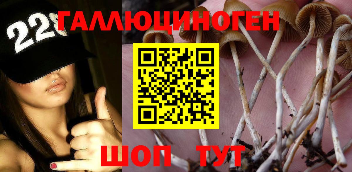 Псилоцибиновые грибы Psilocybe Славгород