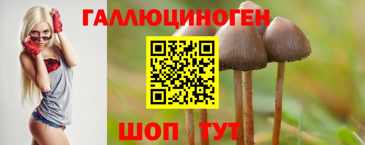 наркота  Псилоцибиновые грибы Psilocybine cubensis  Славгород  Вход с VPN  Псилоцибиновые грибы Psilocybe 